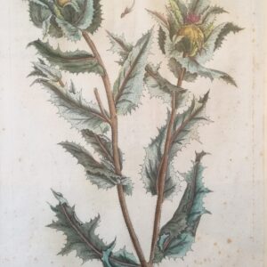 Elizabeth Blackwell -“Carduus or the Blessed Thistle”. Hand-Colored Copper 1737