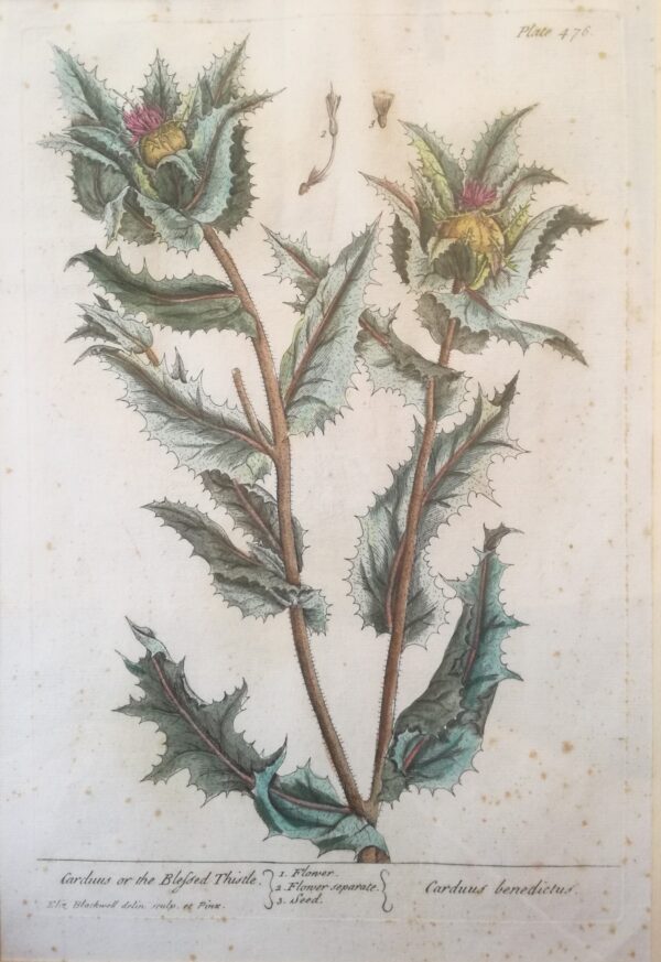 Elizabeth Blackwell -"Carduus or the Blessed Thistle". Hand-Colored Copper 1737