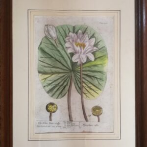 Elizabeth Blackwell -“The White Water Lilly”. Hand-Colored Copper 1737
