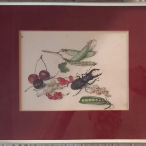 Still life – Stag beetle, cherries, redcurrants and peas. – Georg Flegel lithography