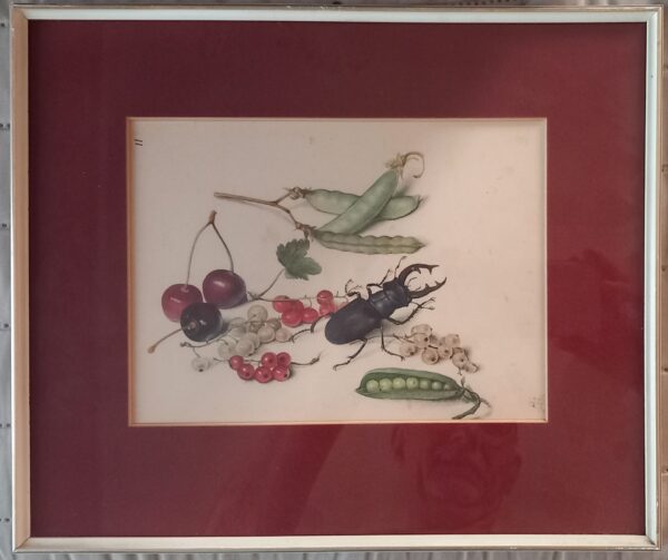 Still life - Stag beetle, cherries, redcurrants and peas. - Georg Flegel lithography