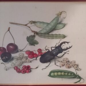 Still life – Stag beetle, cherries, redcurrants and peas. – Georg Flegel lithography