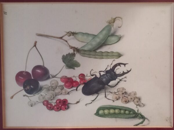 Still life - Stag beetle, cherries, redcurrants and peas. - Georg Flegel lithography