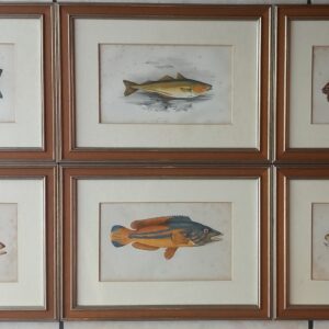 Six Engravings of Fish – Jonathan Couch (1789-1870)