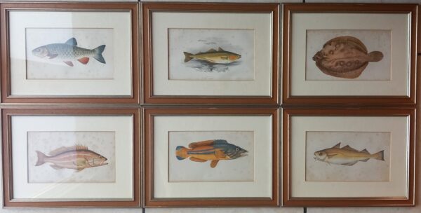 Six Engravings of Fish - Jonathan Couch (1789-1870)