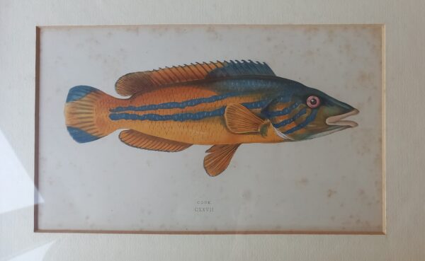 Six Engravings of Fish - Jonathan Couch (1789-1870)