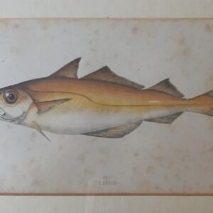 Six Engravings of Fish – Jonathan Couch (1789-1870)