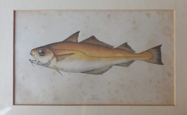 Six Engravings of Fish - Jonathan Couch (1789-1870)